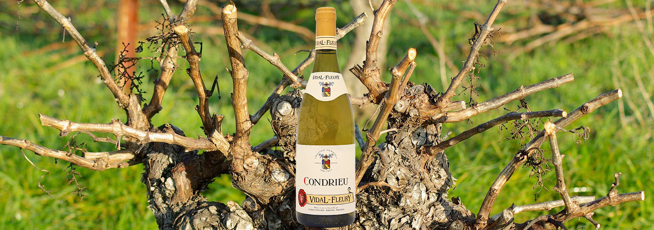 Quel est le cépage du Condrieu ?