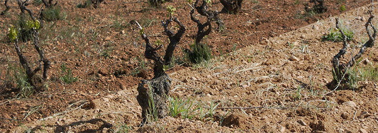 Subtilités des vins de Côte Rôtie (AOC) : Brune vs Blonde