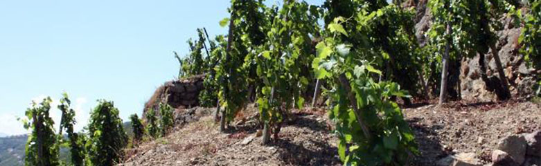 Tout savoir sur l'appellation Crozes Hermitage