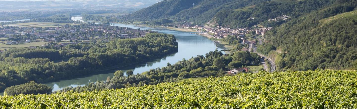 Quels sont les cépages de Saint Joseph ?