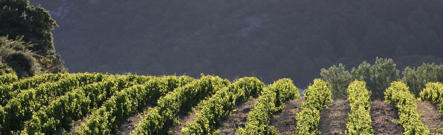 header baumes de venise