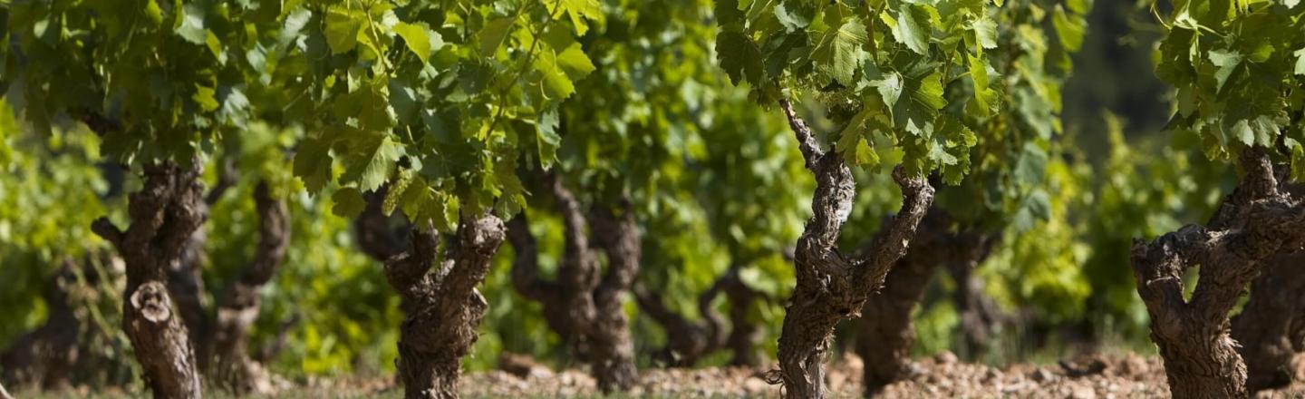 header château neuf du pape