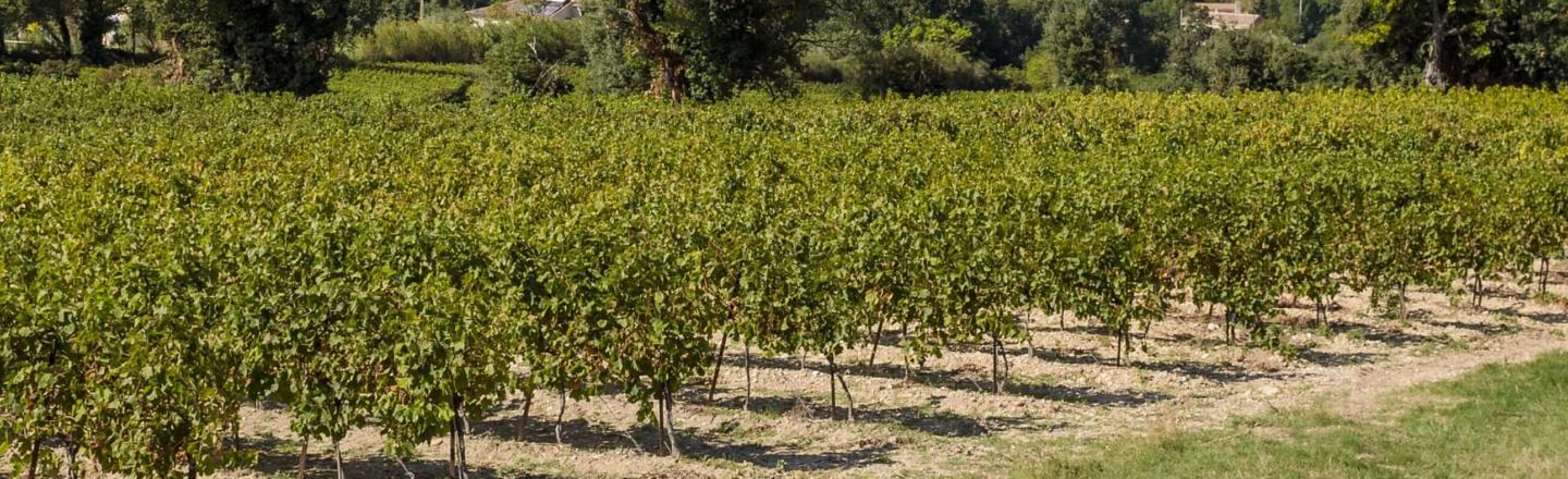 header côte du rhône village