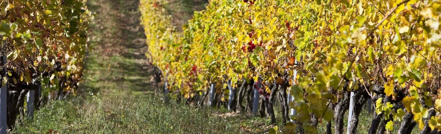 header crozes hermitage