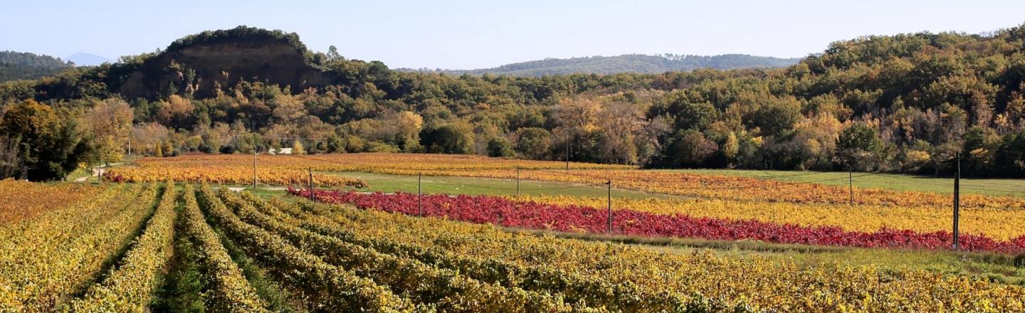 header grenache mouvèdre