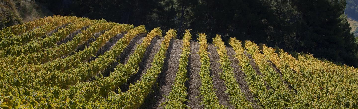 header côtes du rhône