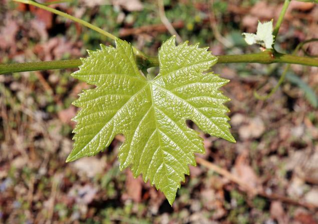 Cotes du rhone Bio sans logo