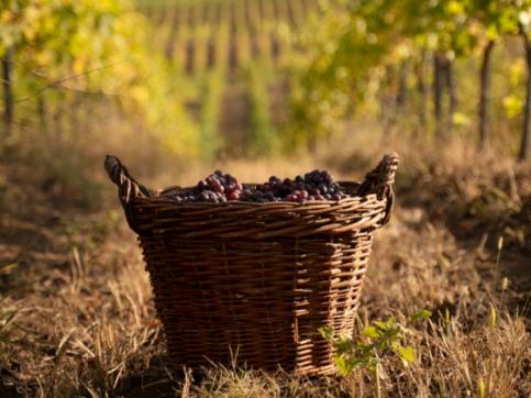 panier de raisins