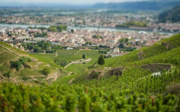 vignes crozes hermitage
