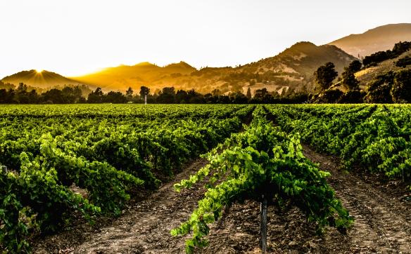 vignes au soleil couchant