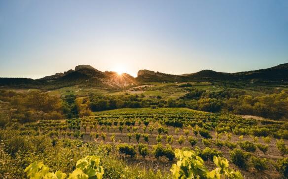 vignes sous le soleil muscat beaume de venise