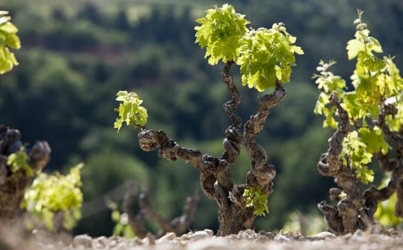 pied de vigne châteauneuf du pape