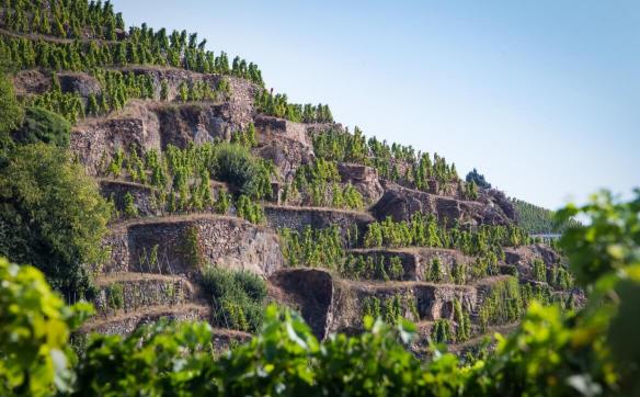 vignes côte rôtie