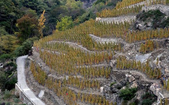 vignes grenache mouvèdre