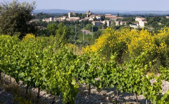 vignes et village vacqueyras