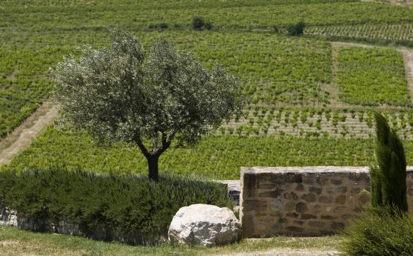 paysage côtes du rhône