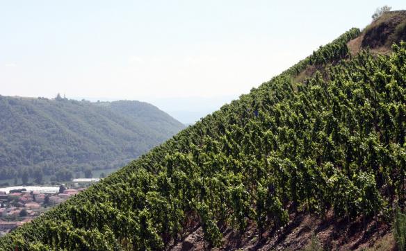maison Vidal Fleury en Côtes du Rhône
