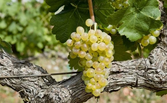 Grappe de raisin blanc vallée du Rhône