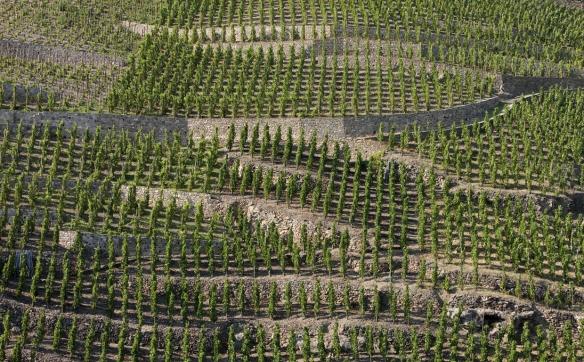 vignes côte rôtie
