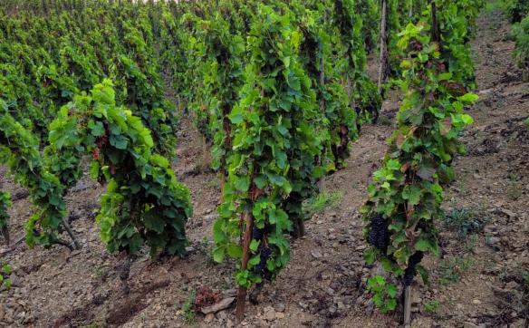 vignoble cote-rotie avant vendanges octobre