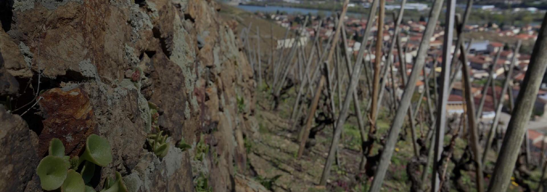 Header accueil vignes