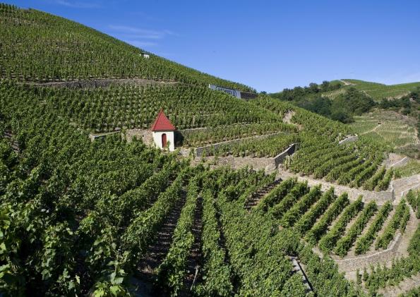 Vignes de côte rôtie